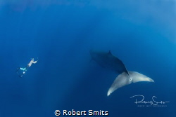 Did you know that Brydeswhales are 12-14 m long and that ... by Robert Smits 